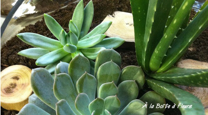 Plantes succulentes : 7 raisons qui les font mourir