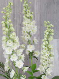 Arrangement funéraire doux champêtre