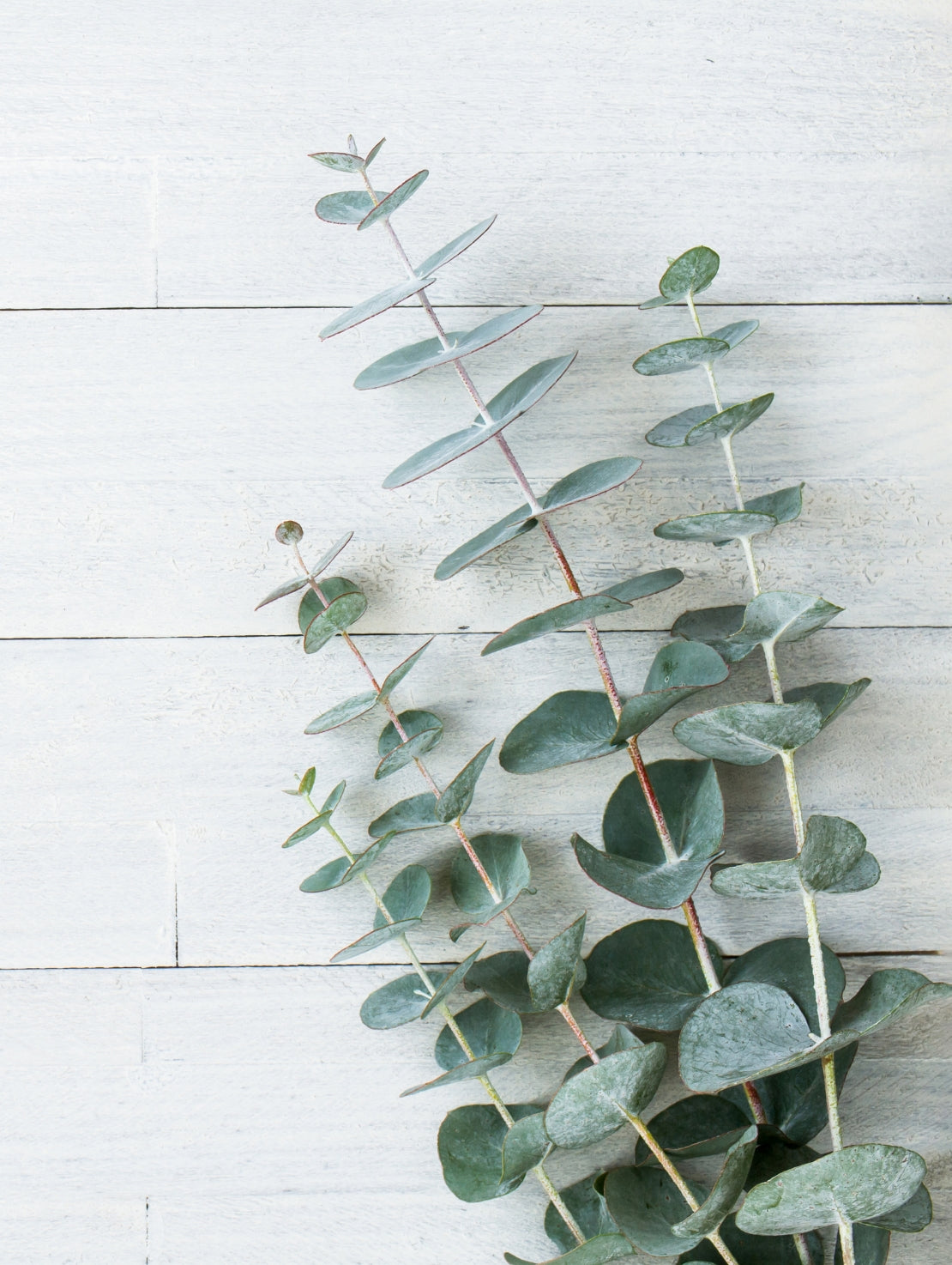 Bouquet d'eucalyptus