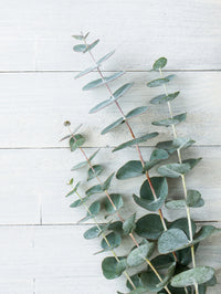 Bouquet d'eucalyptus