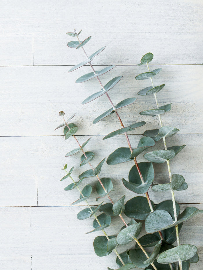 Bouquet d'eucalyptus