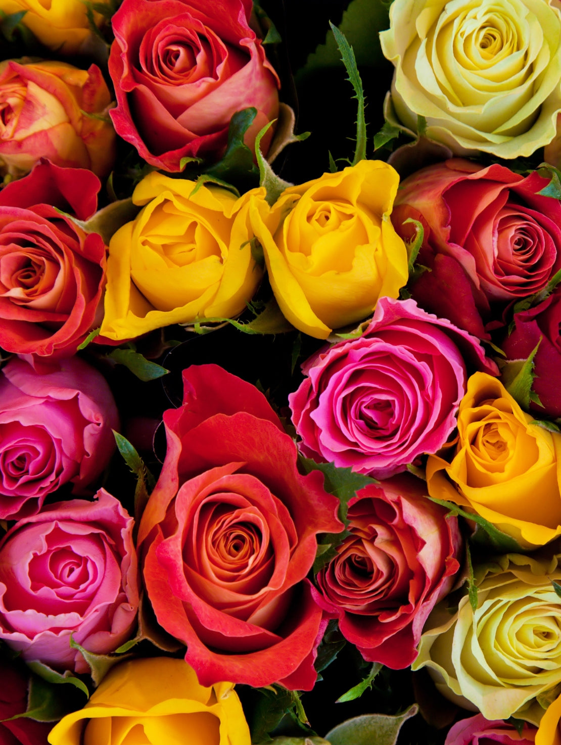 Roses en simplicité