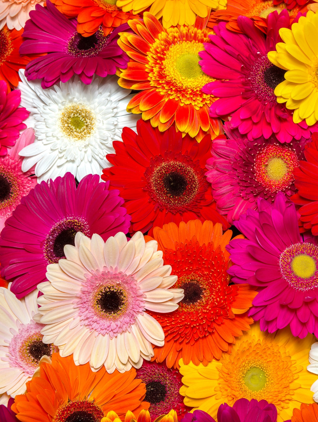 Gerberas en simplicité