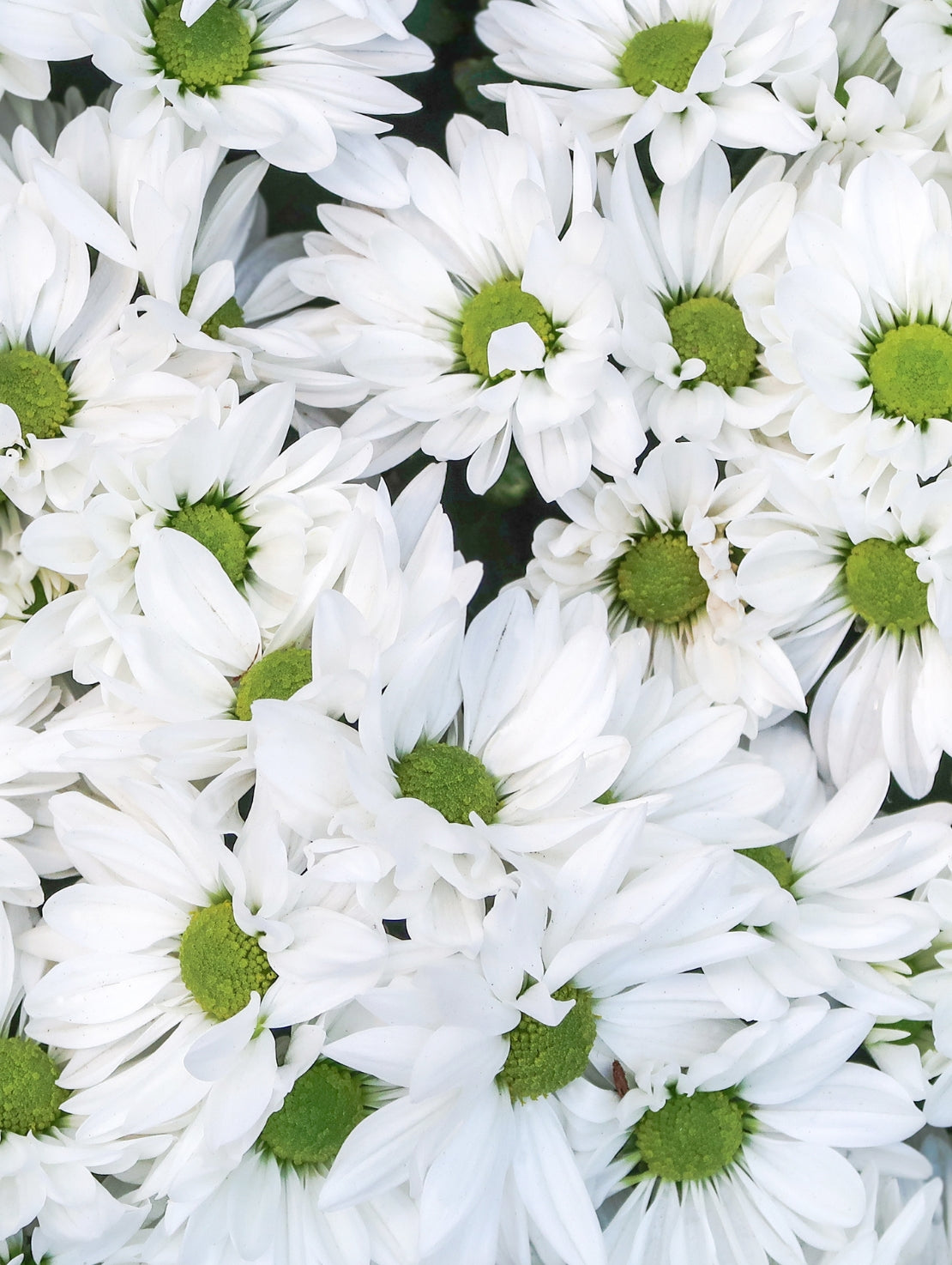 Marguerites en simplicité