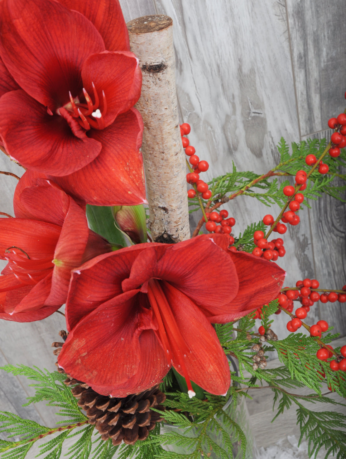Modern Amaryllis
