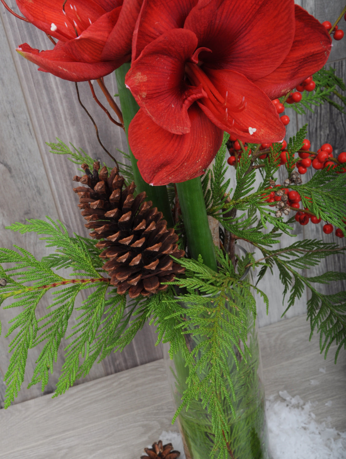 Modern Amaryllis