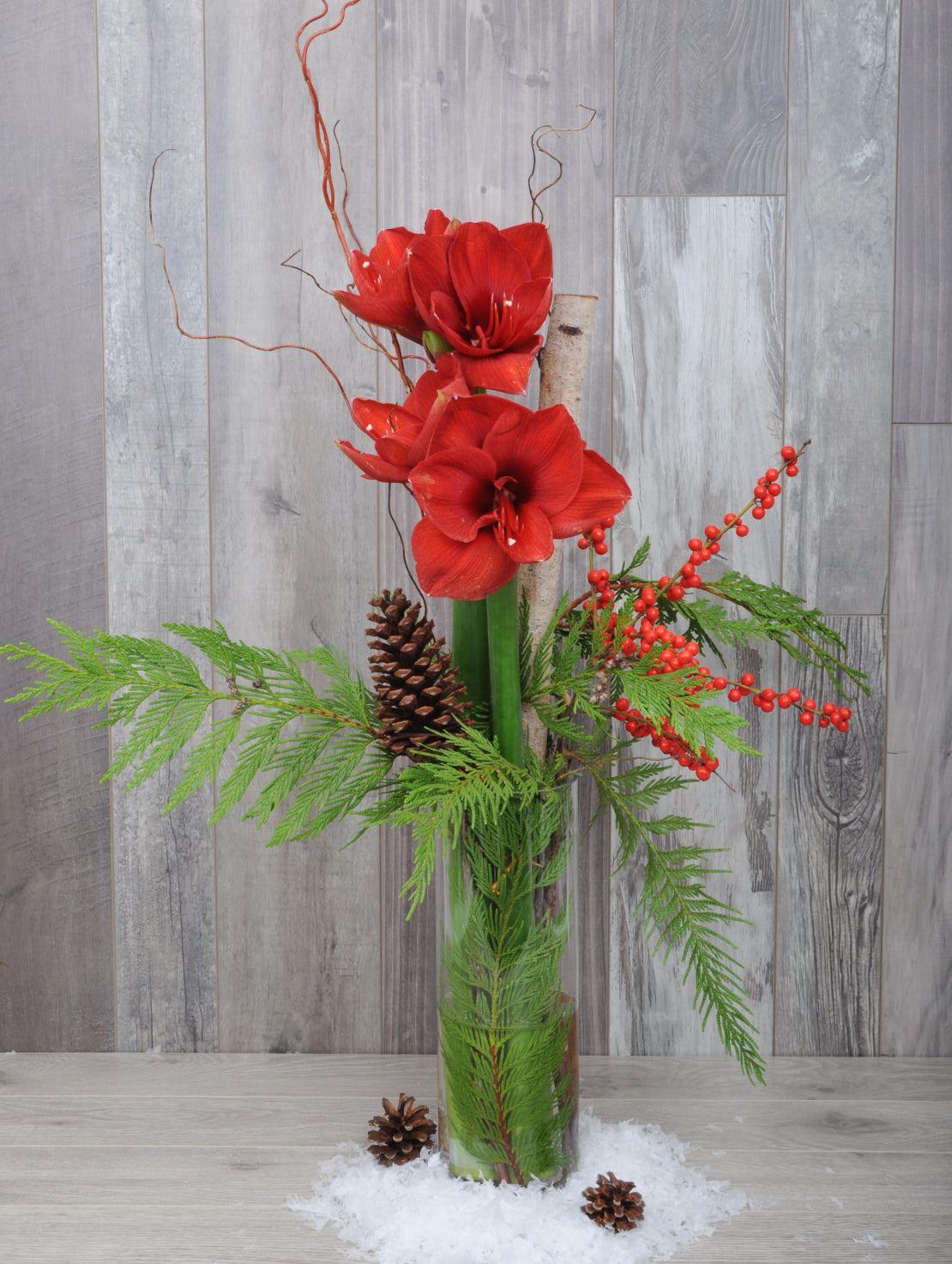 Modern Amaryllis