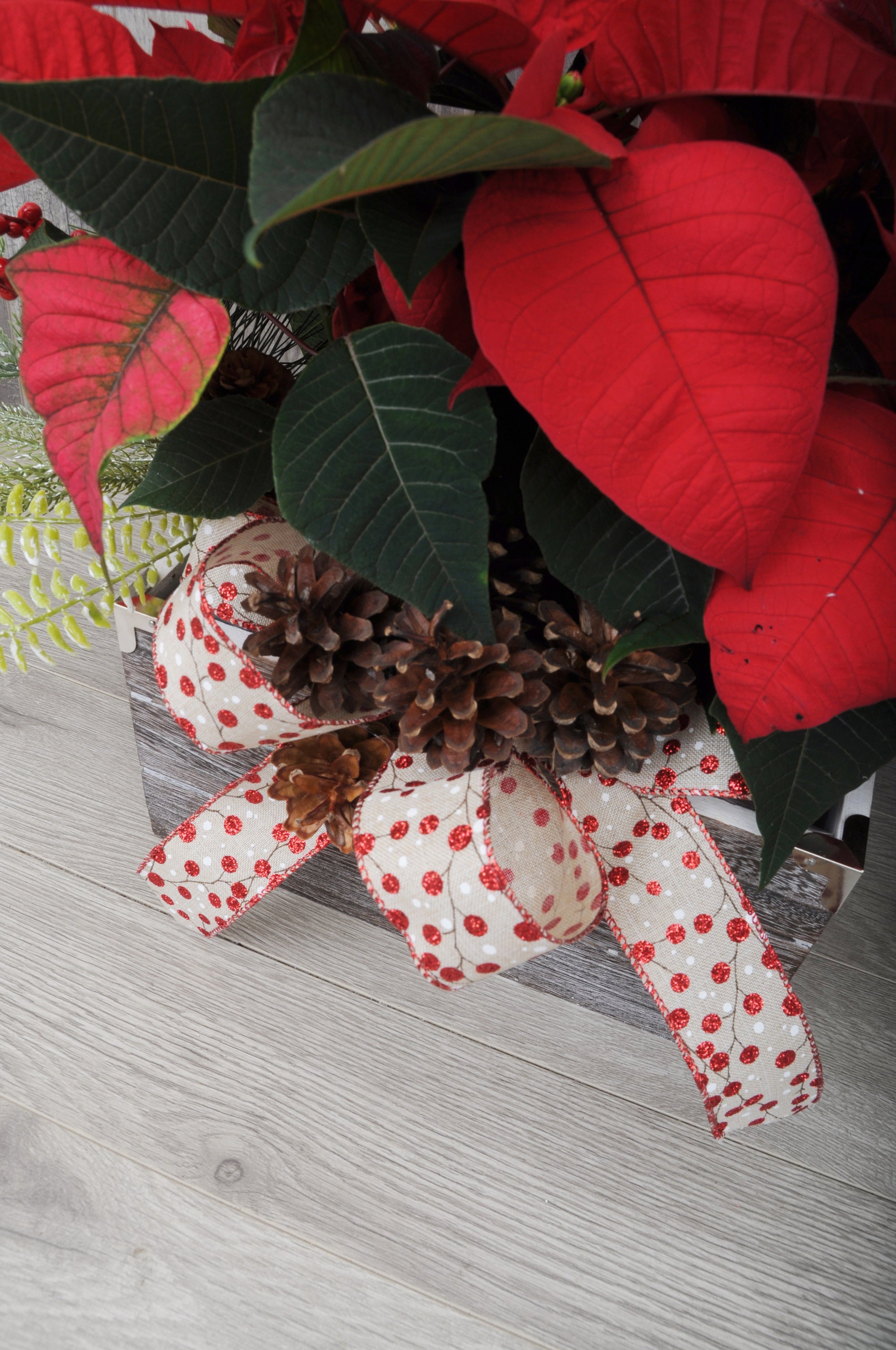 Poinsettia En Duo