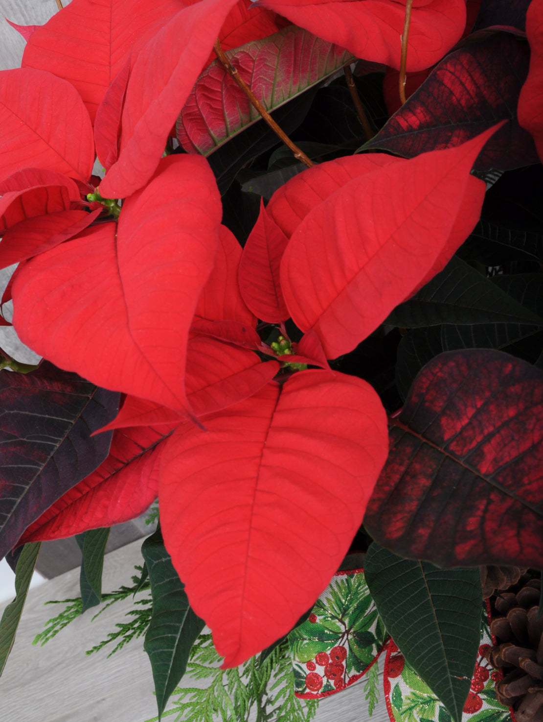 Poinsettia Élégant