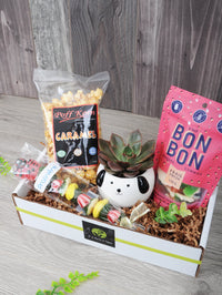 Plante succulente et succulentes sucreries