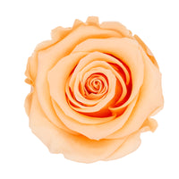 Rose éternelle pêche parfaite