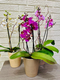 Phalaenopsis