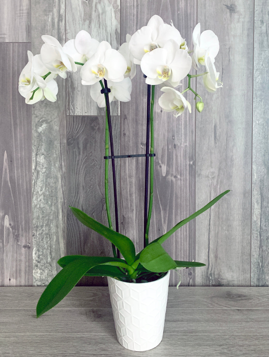 Springtime orchid plant