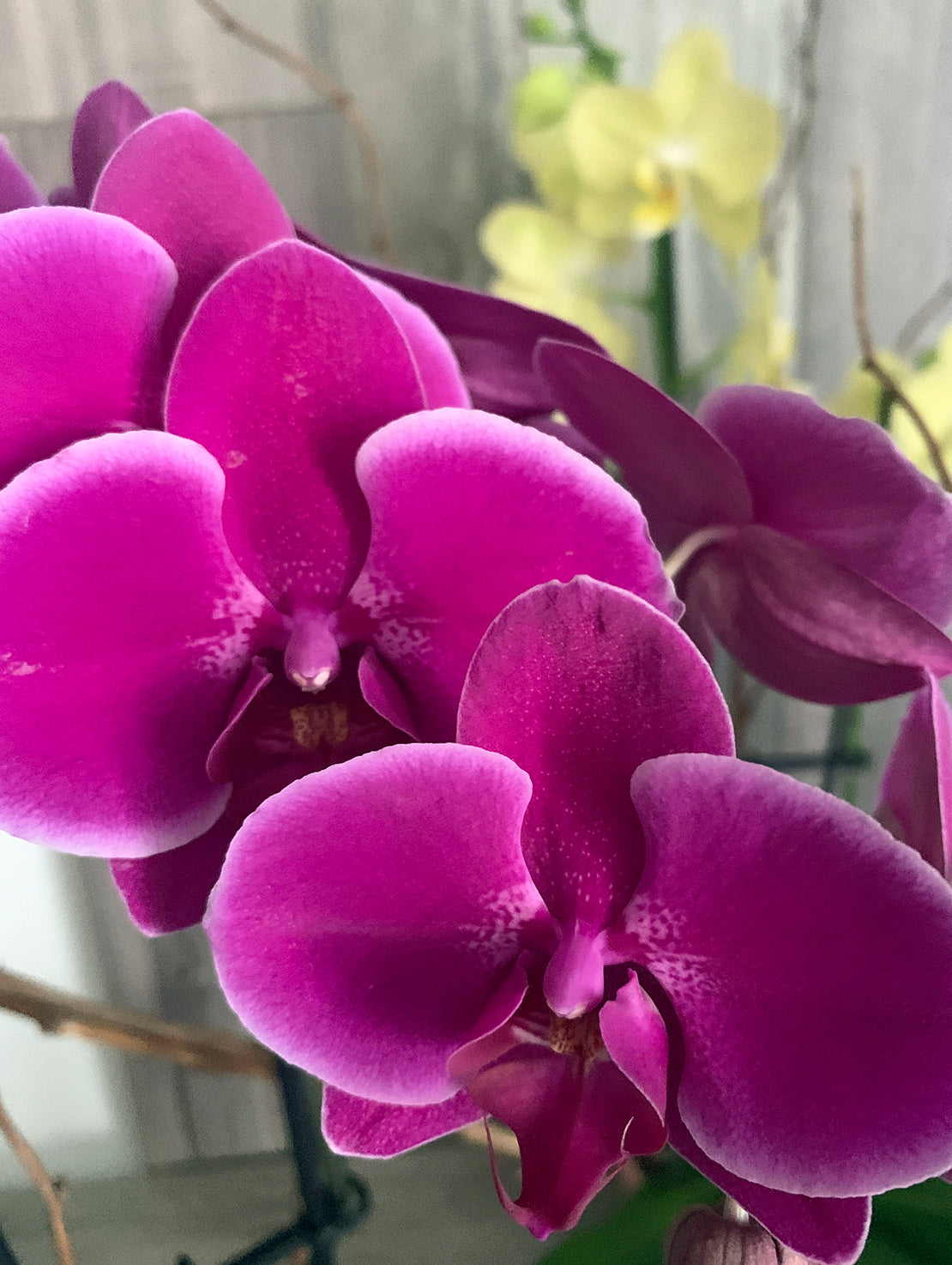 Springtime orchid plant