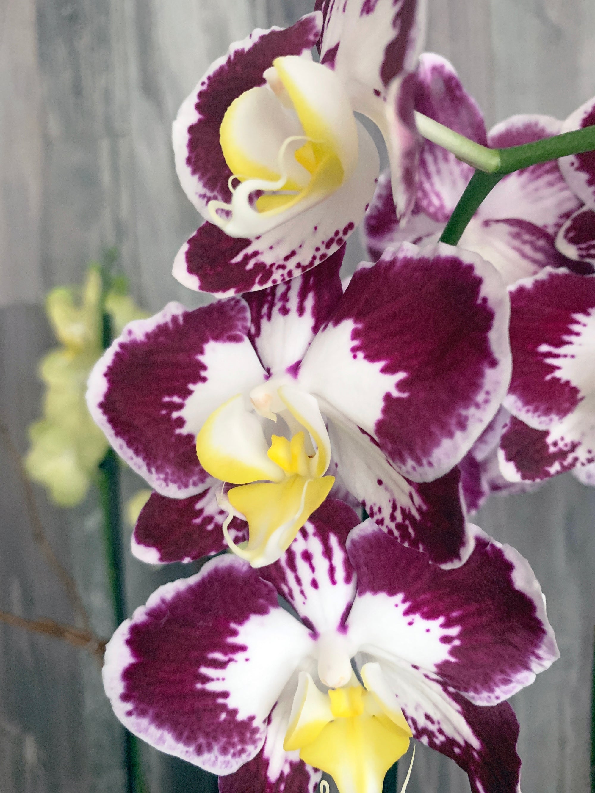 Springtime orchid plant