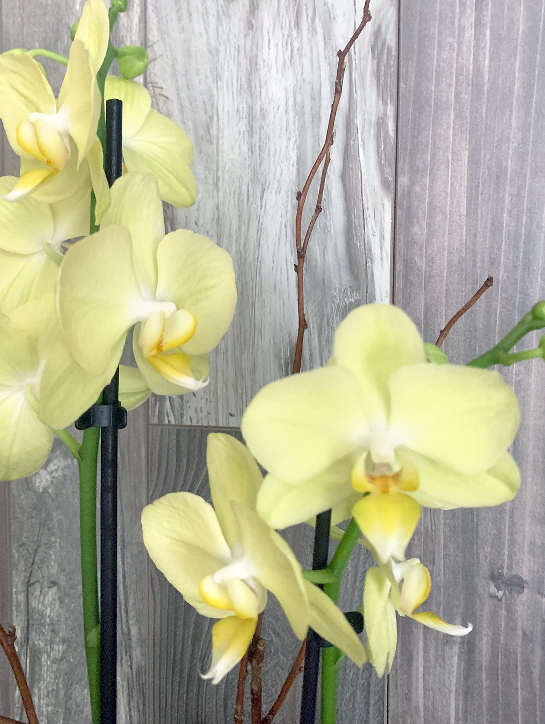 Springtime orchid plant
