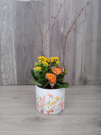 Plante fleurie et colorée