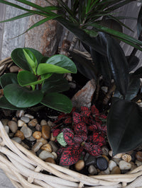 Jardin de plantes en cadeau