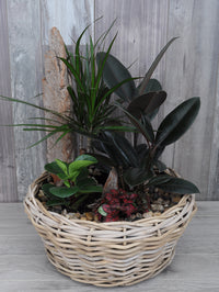 Jardin de plantes en cadeau