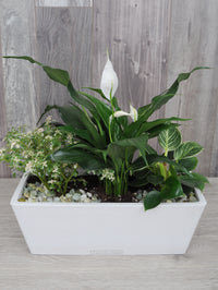 Idée cadeau pour amateur de plante