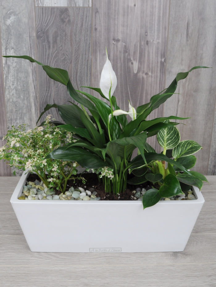 Idée cadeau pour amateur de plante