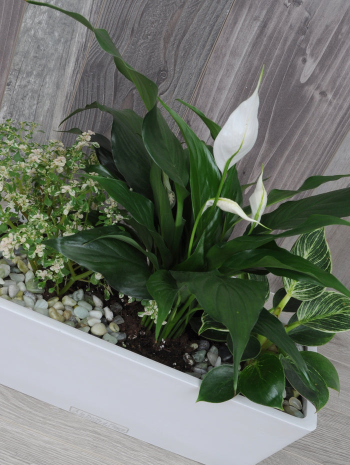 Idée cadeau pour amateur de plantes