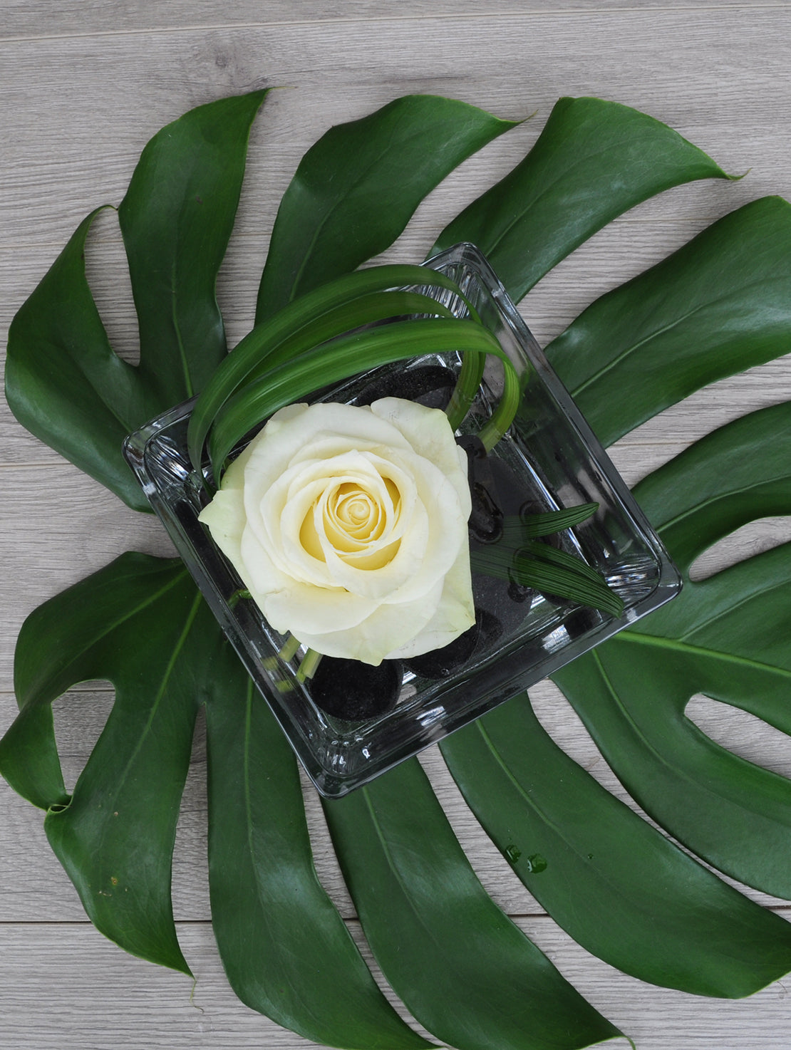 Rose and monstera