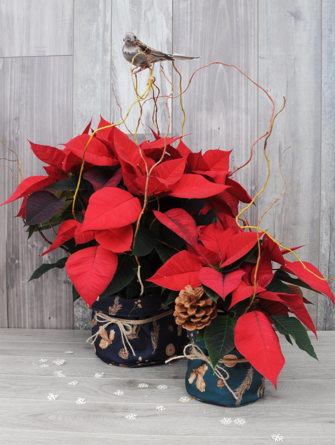 Poinsettia écolo