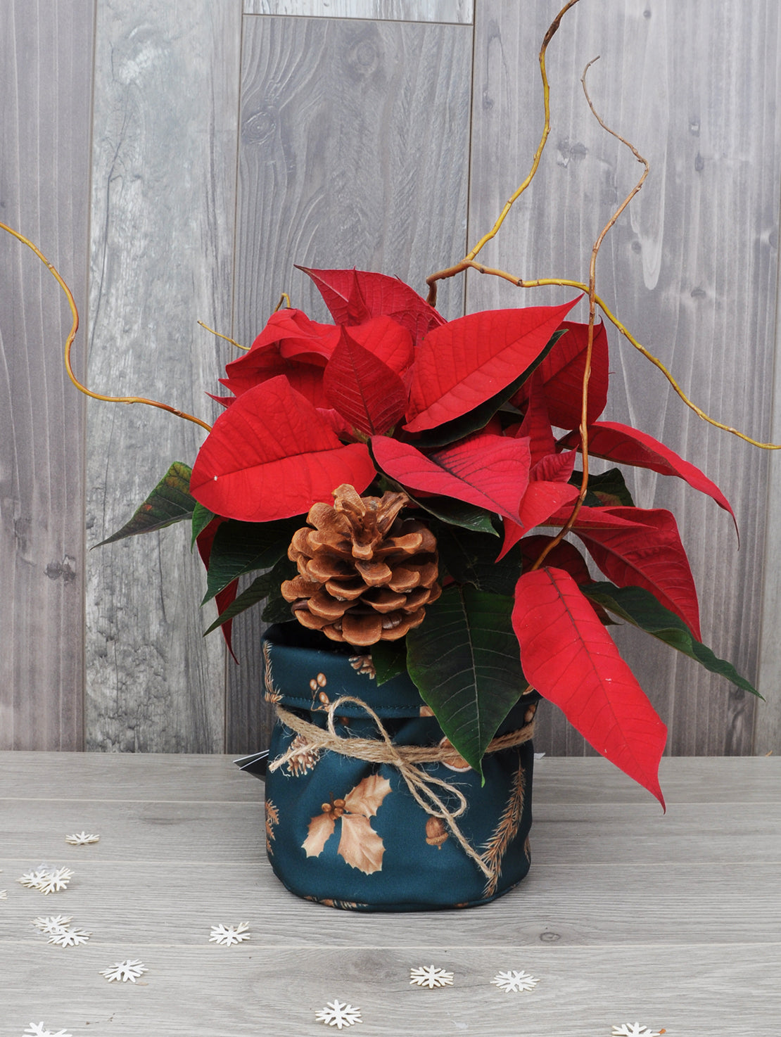 Poinsettia écolo