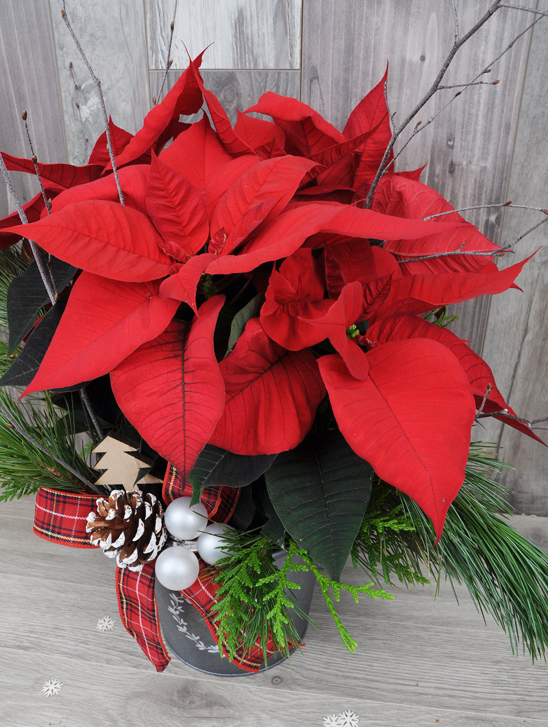 Poinsettia to be delivered as a gift