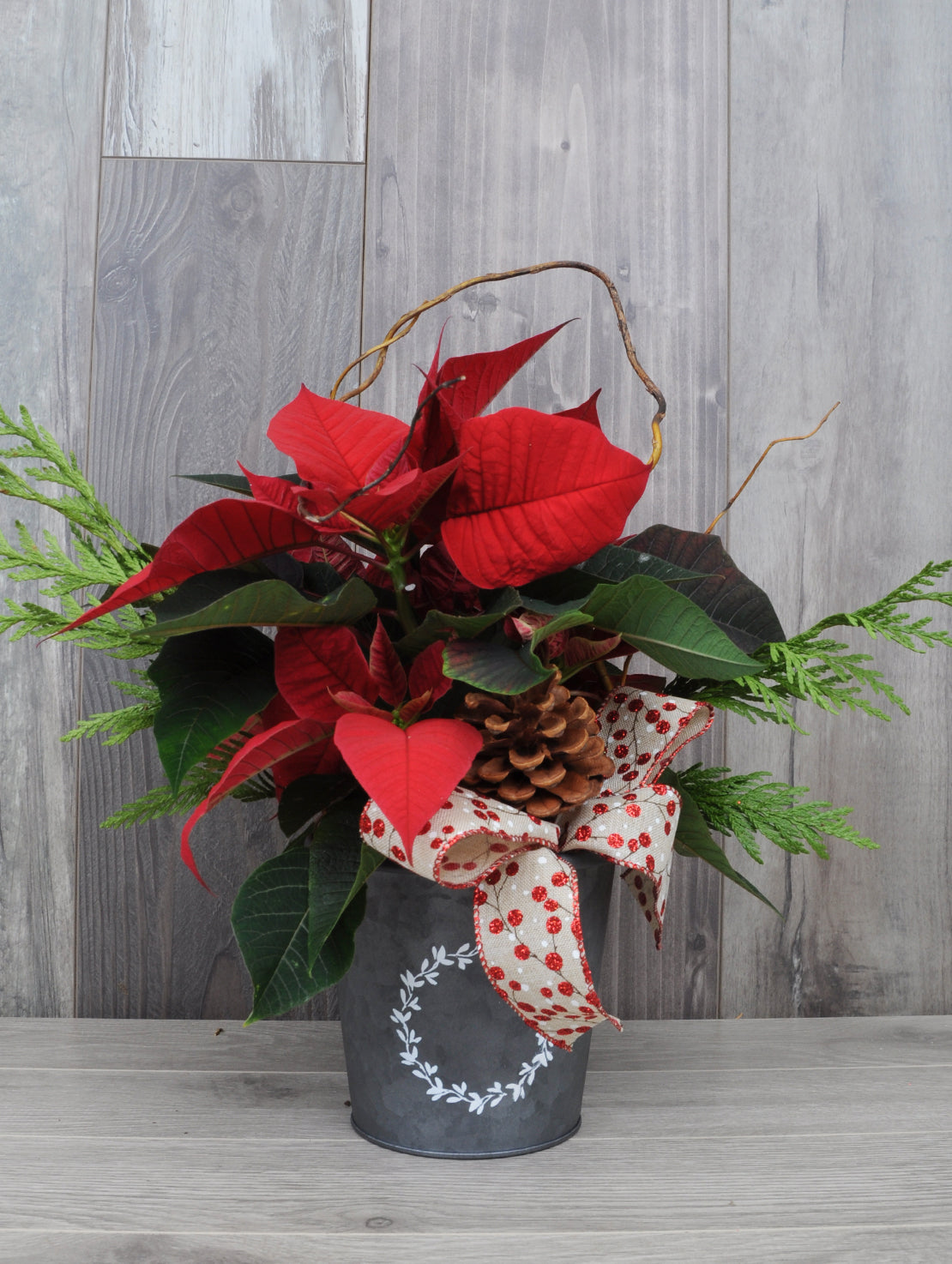 Poinsettia to be delivered as a gift