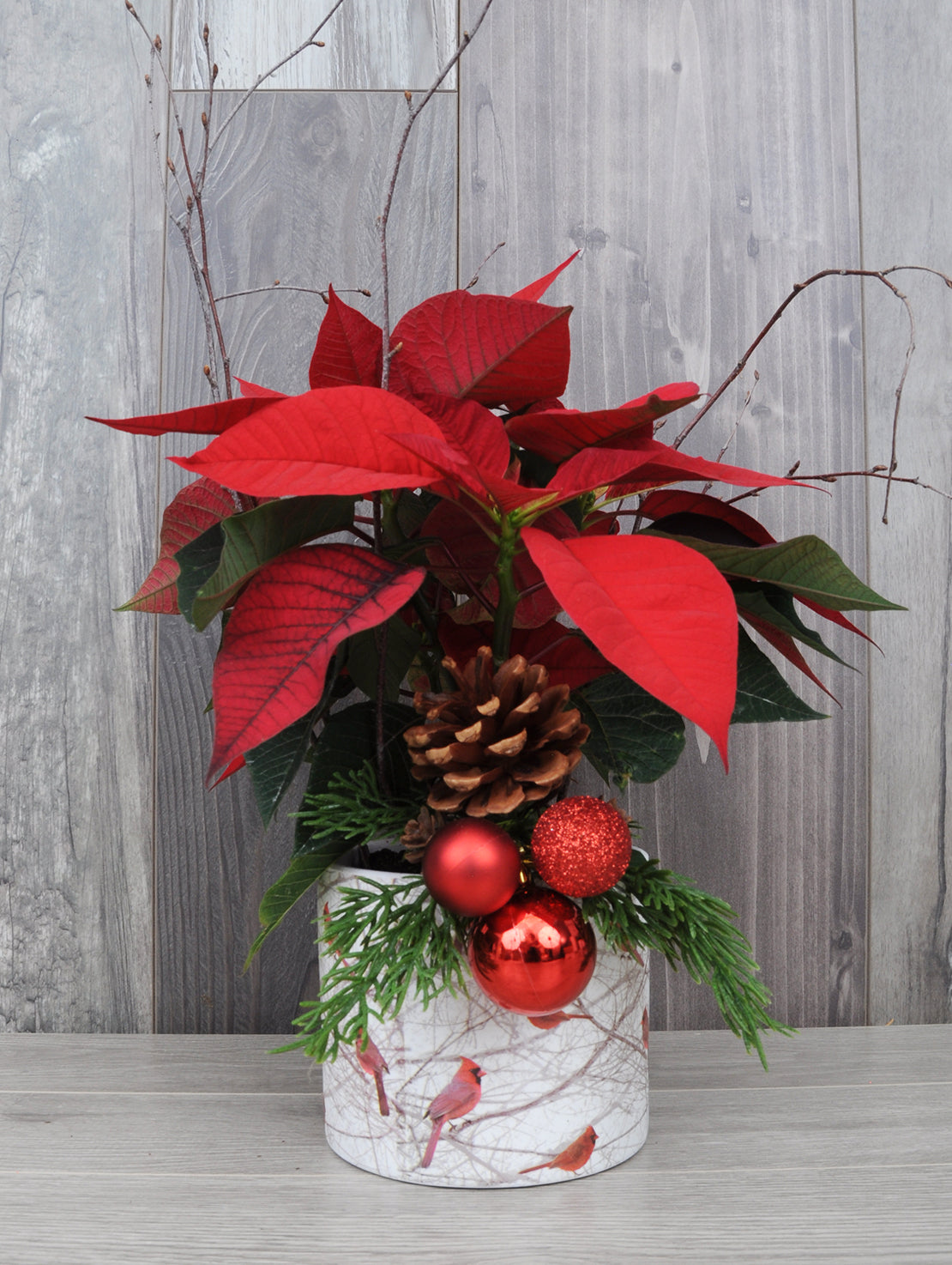Poinsettia à offrir pour Noël