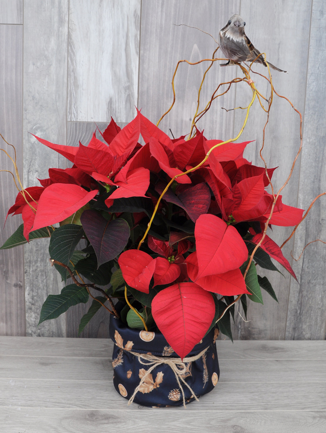Poinsettia écolo