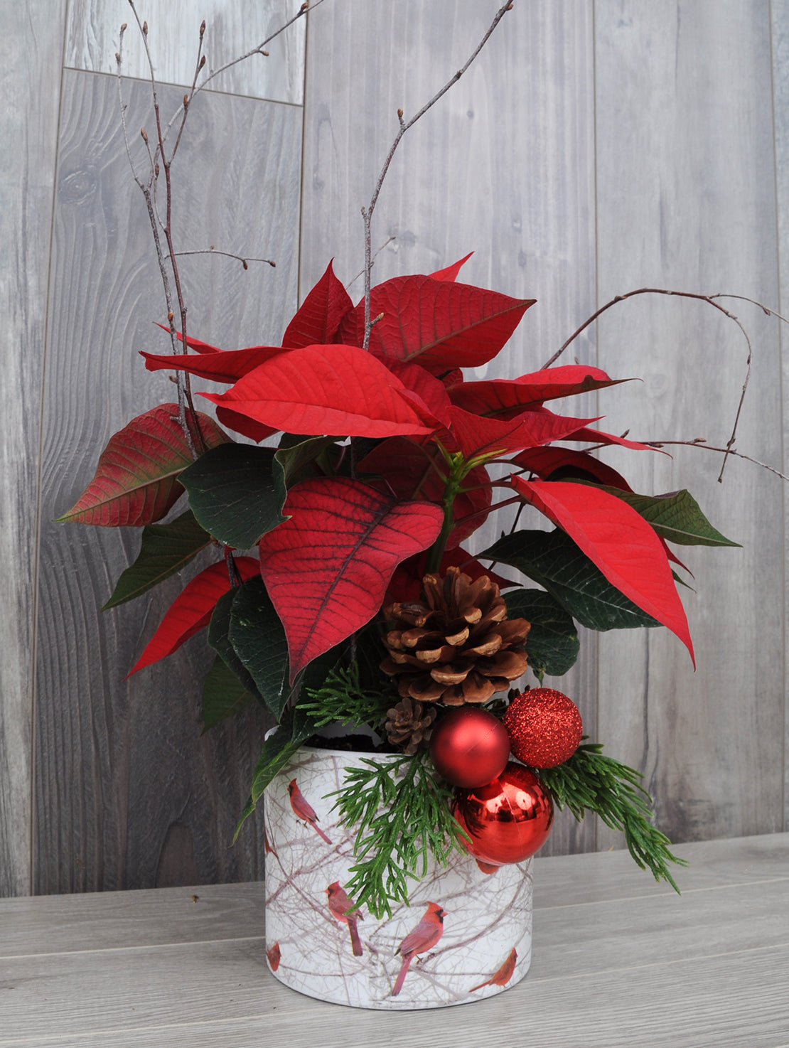 Poinsettia à offrir pour Noël