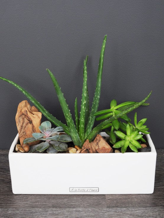 plantes