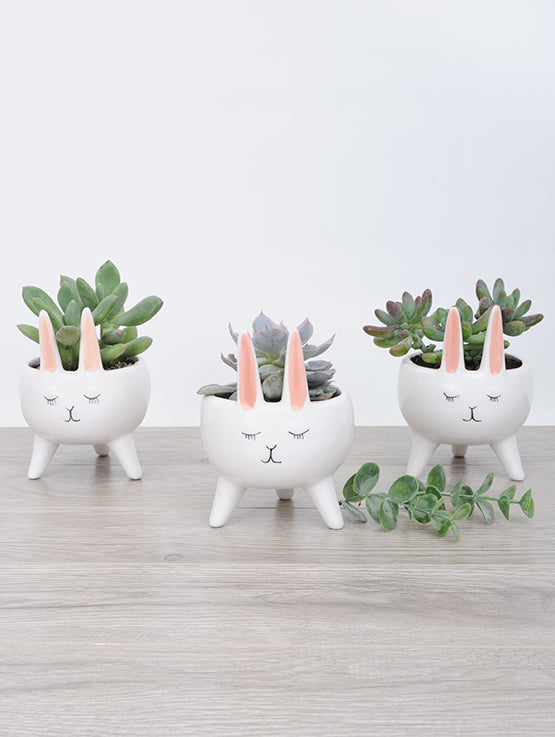 PLA085 mini succulente pour paques