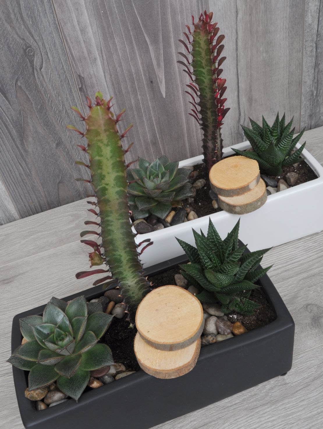 Trio de succulentes moderne