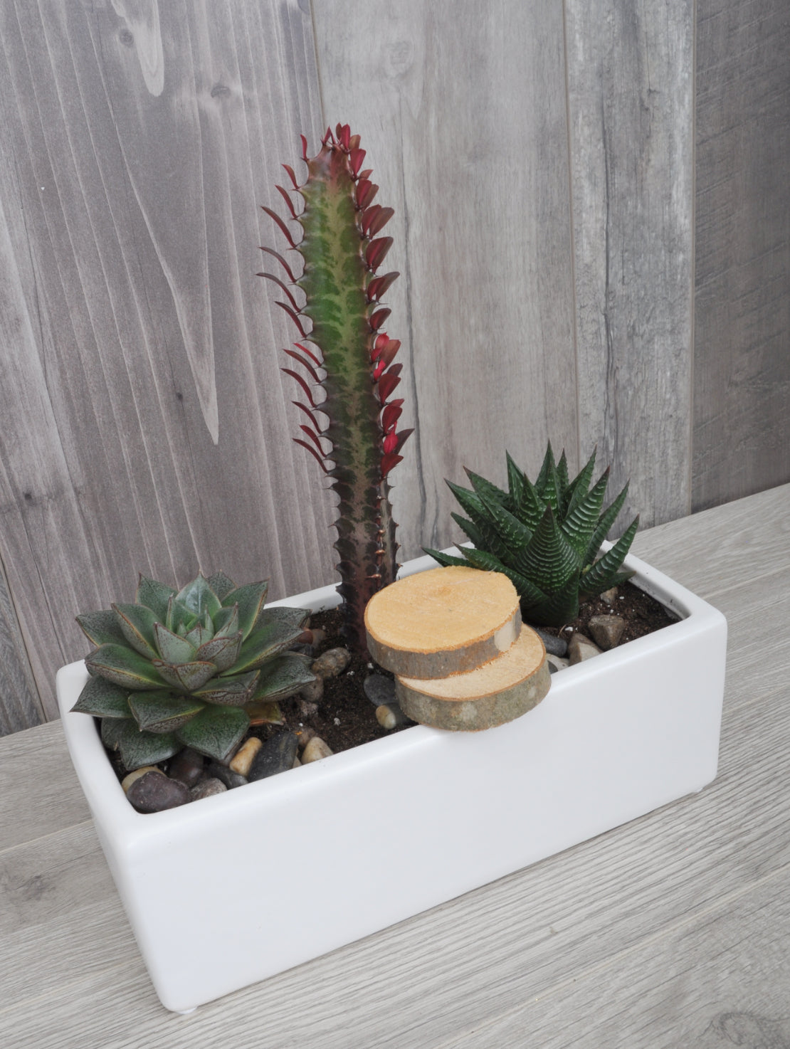 Trio of modern succulents