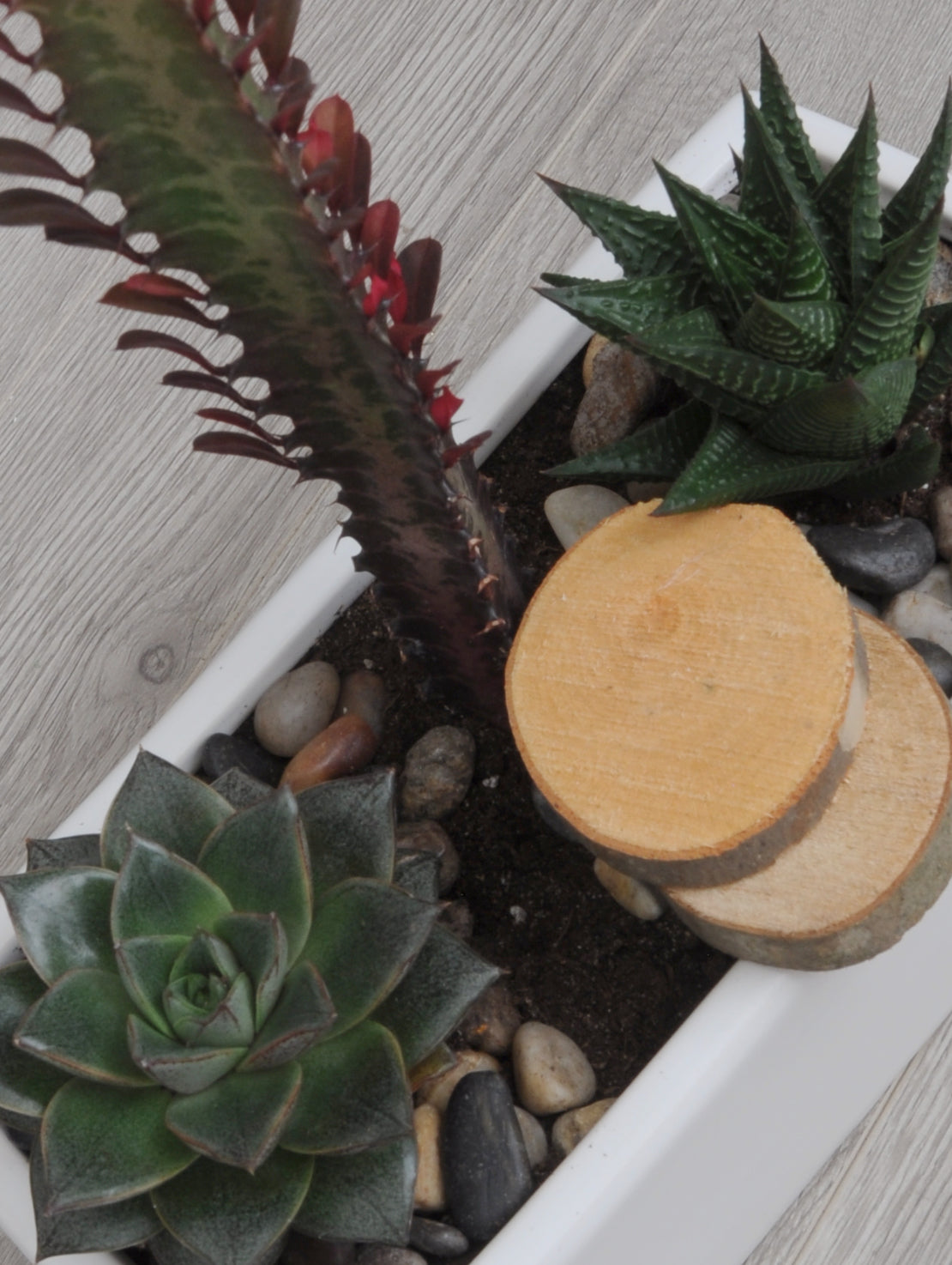 Trio de succulentes moderne