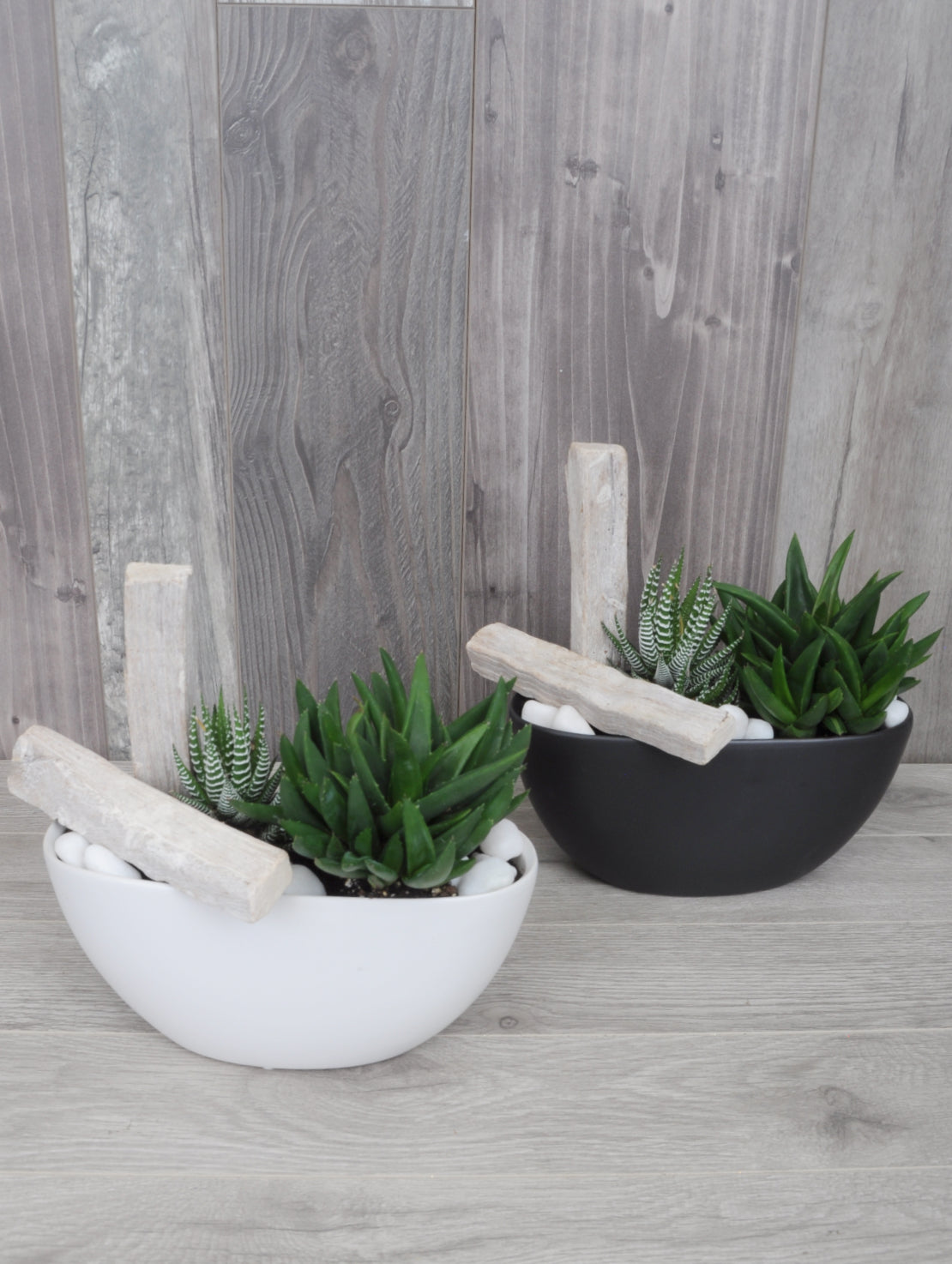 Duo de succulentes harmonieuses