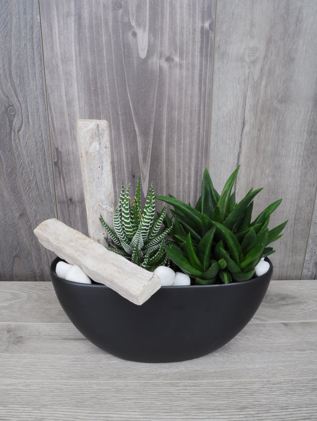 Duo de succulentes harmonieuses