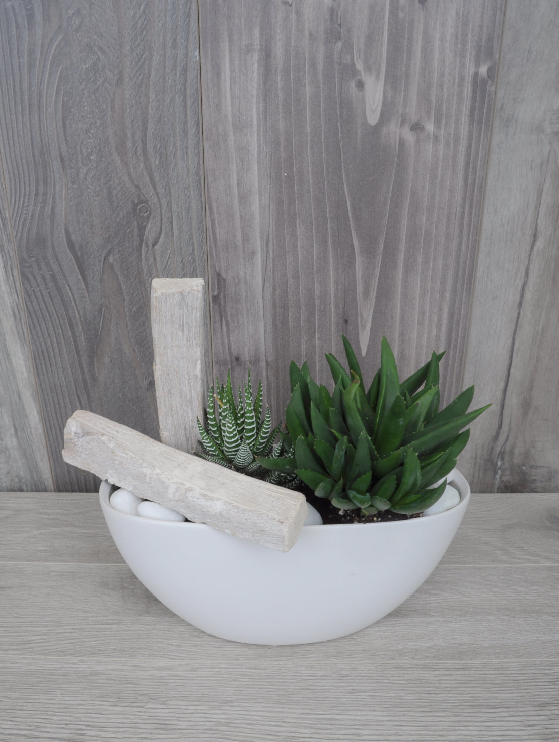 Duo de succulentes harmonieuses