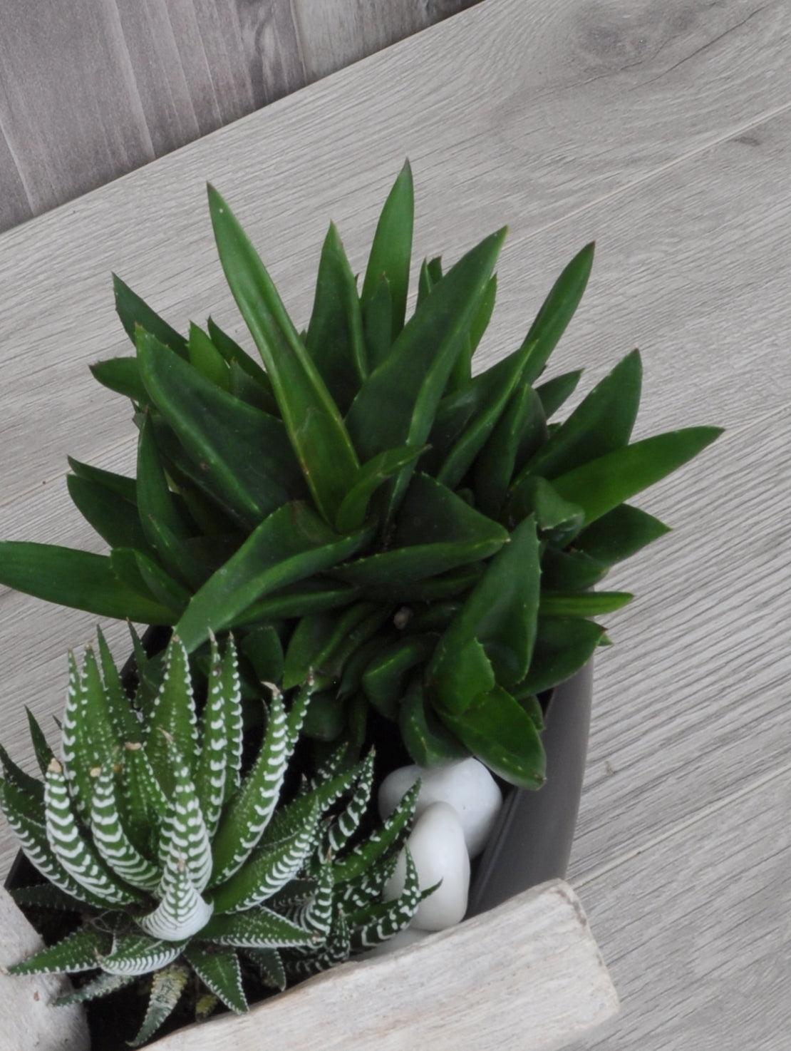 Duo de succulentes harmonieuses