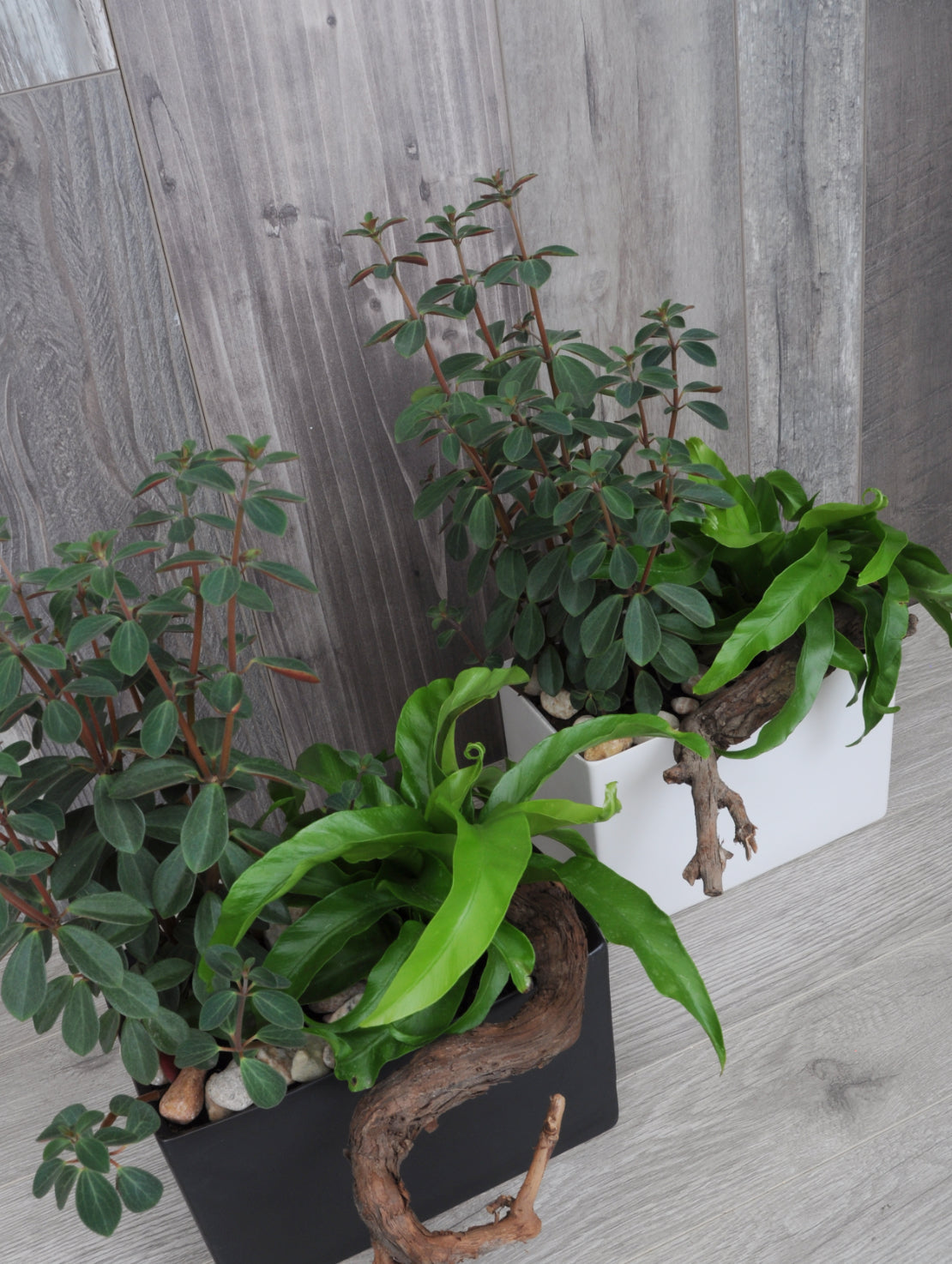 Duo de plantes tropicales
