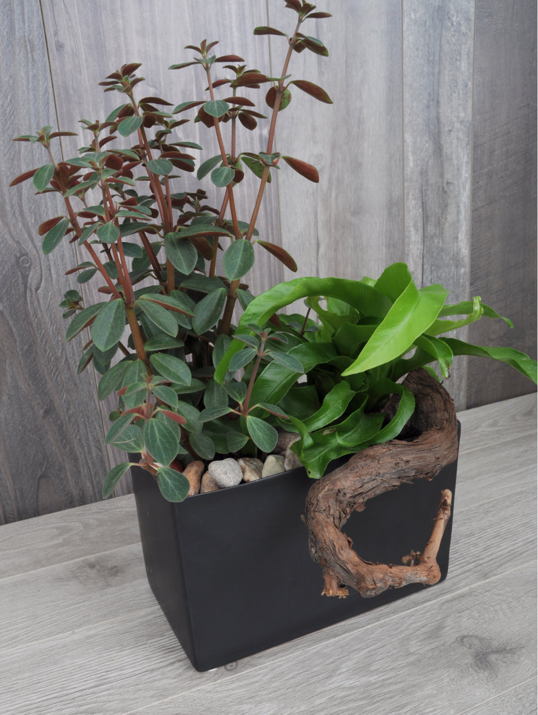 Duo de plantes tropicales