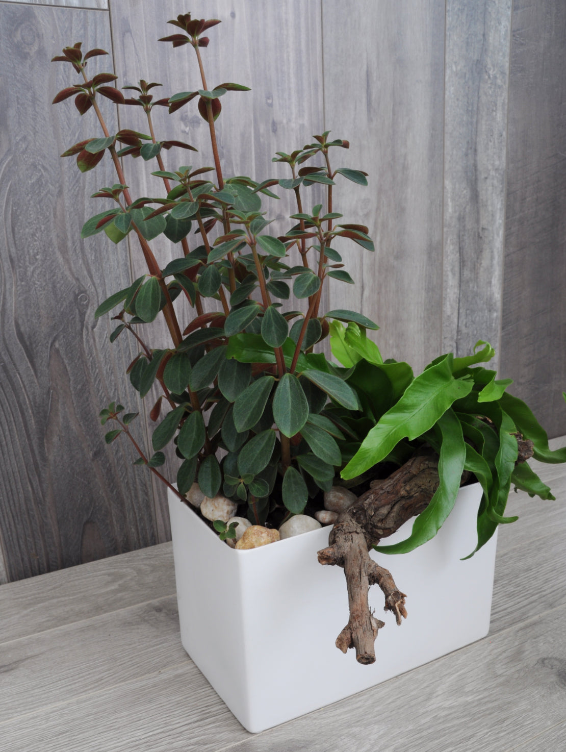 Duo de plantes tropicales