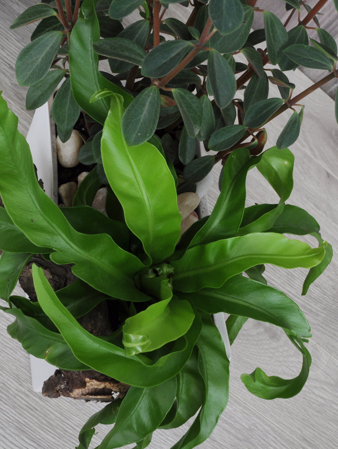 Duo de plantes tropicales
