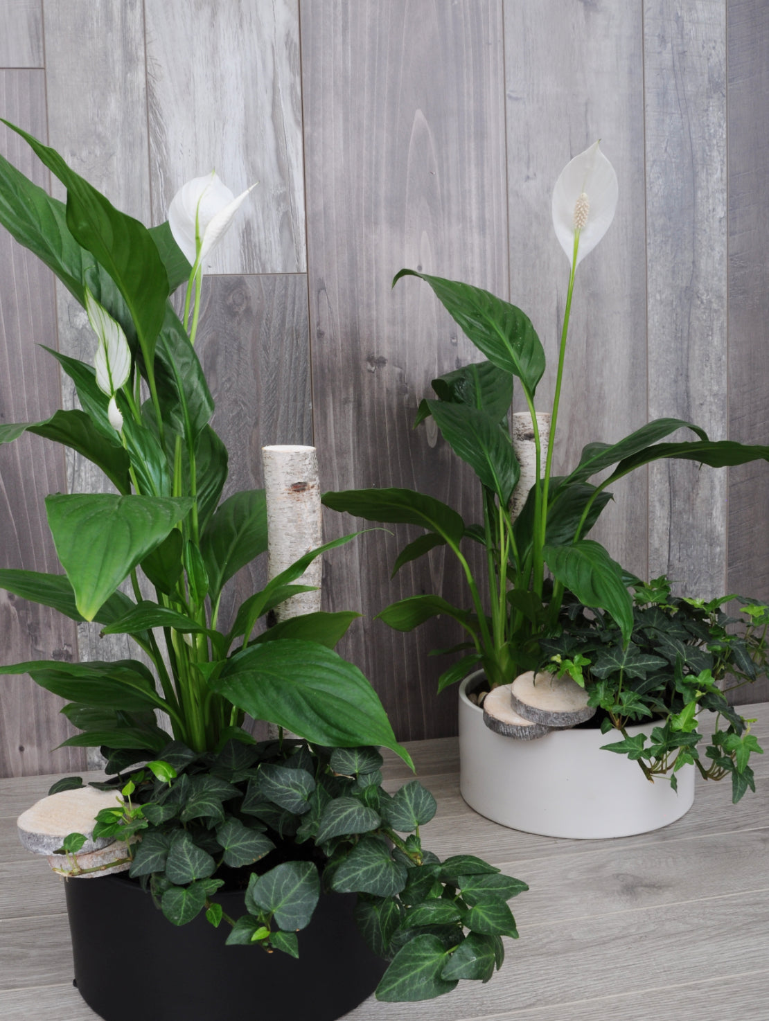 Duo de plantes tropicales élégance