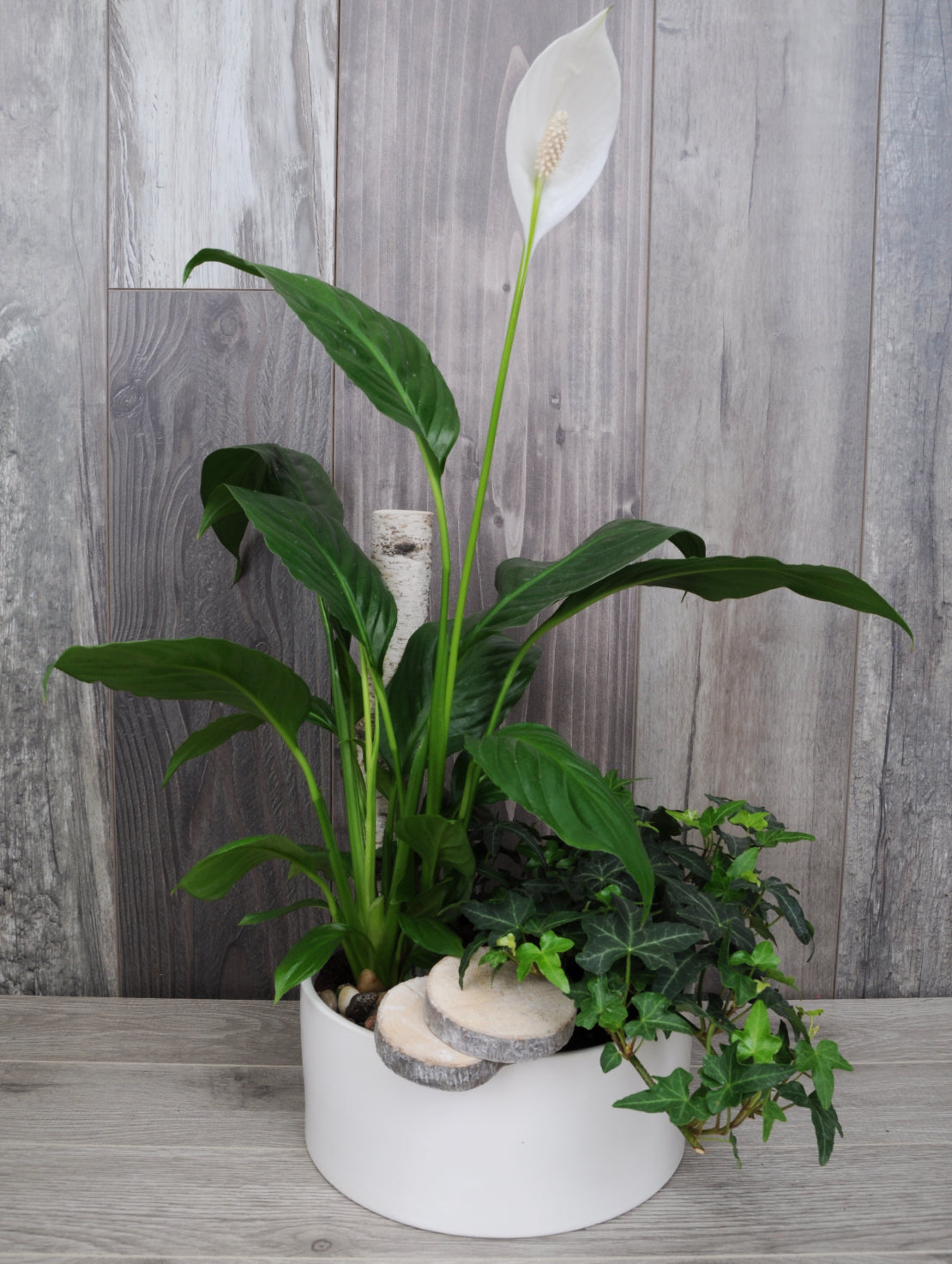 Duo de plantes tropicales élégance
