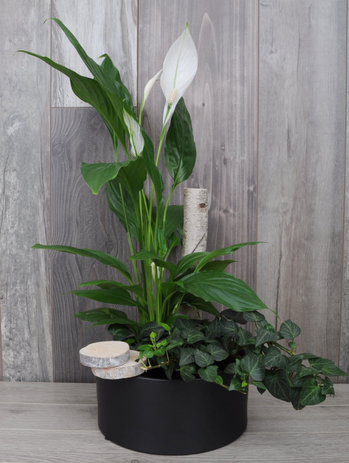 Duo de plantes tropicales élégance